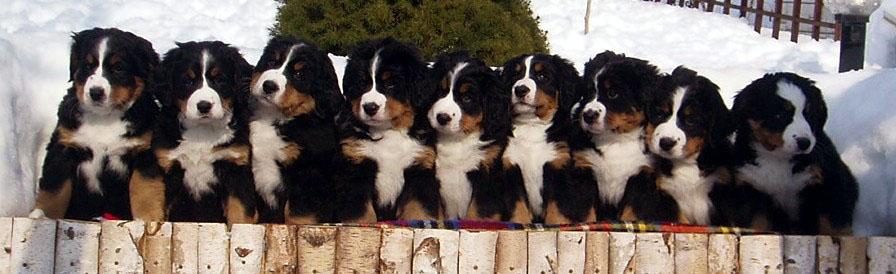 伯恩山犬的优点和缺点(伯恩山犬的缺点有哪些) - 警犬训练器材厂家 _警犬训练用品_工作犬训练用品-南京开久警犬装备-警犬训练器材厂家 _警犬训练用品_工作犬训练用品-南京开久警犬装备