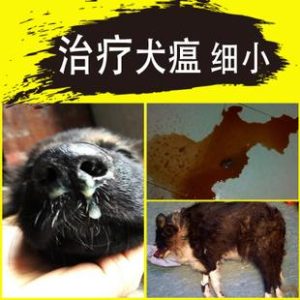 狗狗得犬瘟的晚期症状是什么？得了犬瘟的狗狗眼睛是什么症状-警犬训练器材厂家 _警犬训练用品_工作犬训练用品-南京开久警犬装备