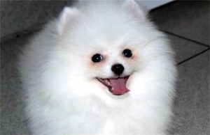 博美狗的寿命是多少年(博美犬寿命一般多少年)-警犬训练器材厂家 _警犬训练用品_工作犬训练用品-南京开久警犬装备