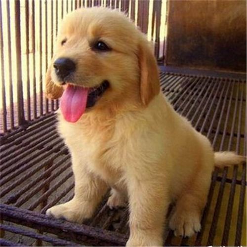 金毛犬幼崽价一般多少钱(金毛犬多少钱一只幼崽) - 警犬训练器材厂家 _警犬训练用品_工作犬训练用品-南京开久警犬装备-警犬训练器材厂家 _警犬训练用品_工作犬训练用品-南京开久警犬装备