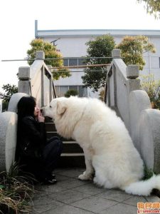 小白熊犬(小白熊犬百科)-警犬训练器材厂家 _警犬训练用品_工作犬训练用品-南京开久警犬装备