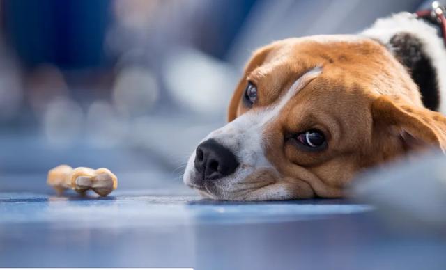 狗狗拉屎有点稀带血(两个月狗狗拉屎有点稀) - 警犬训练器材厂家 _警犬训练用品_工作犬训练用品-南京开久警犬装备-警犬训练器材厂家 _警犬训练用品_工作犬训练用品-南京开久警犬装备