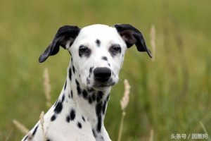 波音达能当狩猎犬吗-警犬训练器材厂家 _警犬训练用品_工作犬训练用品-南京开久警犬装备