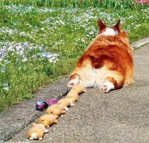 柯基几个月属于幼犬?柯基幼犬羊奶粉吃几个月-警犬训练器材厂家 _警犬训练用品_工作犬训练用品-南京开久警犬装备