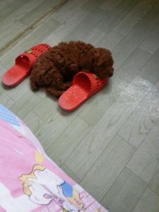 两个月的泰迪狗狗拉稀怎么办(两个月泰迪拉稀了怎么办)-警犬训练器材厂家 _警犬训练用品_工作犬训练用品-南京开久警犬装备