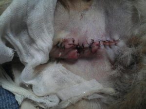 狗公绝育手术过程,公狗有必要做绝育手术吗-警犬训练器材厂家 _警犬训练用品_工作犬训练用品-南京开久警犬装备