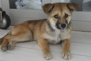 什么样的狗看家最好(什么狗看家最好叫得凶)-警犬训练器材厂家 _警犬训练用品_工作犬训练用品-南京开久警犬装备