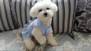 中型犬狗品种大全(中型犬品种大全 *** )-警犬训练器材厂家 _警犬训练用品_工作犬训练用品-南京开久警犬装备