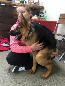 卡西莫多犬(卡西莫多犬值多少钱一只)-警犬训练器材厂家 _警犬训练用品_工作犬训练用品-南京开久警犬装备