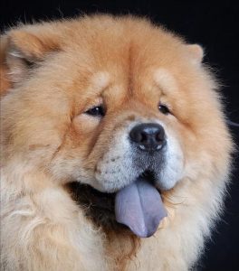 狗狗的10种叫声(狗狗发出凄惨的叫声)-警犬训练器材厂家 _警犬训练用品_工作犬训练用品-南京开久警犬装备