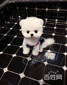 北京哪里有卖茶杯犬(哪里有卖茶杯犬的地方)-警犬训练器材厂家 _警犬训练用品_工作犬训练用品-南京开久警犬装备