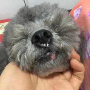 狗嘴唇两边硬硬的肿块(嘴唇被砸肿了,有了肿块,硬硬的)-警犬训练器材厂家 _警犬训练用品_工作犬训练用品-南京开久警犬装备