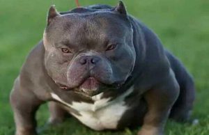 美国恶霸犬多少钱一只(纯种恶霸犬多少钱一只)-警犬训练器材厂家 _警犬训练用品_工作犬训练用品-南京开久警犬装备