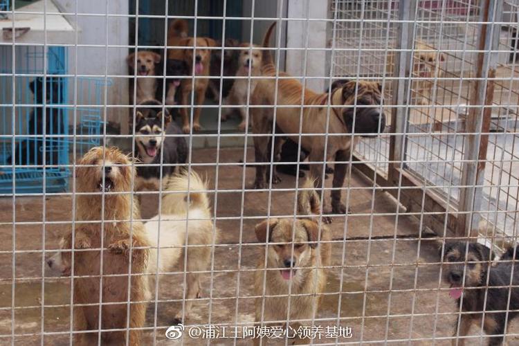 上海王阿姨流浪狗救助基地(上海王阿姨流浪狗救助基地地址) - 警犬训练器材厂家 _警犬训练用品_工作犬训练用品-南京开久警犬装备-警犬训练器材厂家 _警犬训练用品_工作犬训练用品-南京开久警犬装备