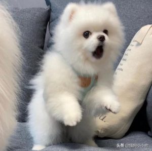 狗狗经常放屁而且很臭是怎么回事？狗放屁特别臭是什么原因-警犬训练器材厂家 _警犬训练用品_工作犬训练用品-南京开久警犬装备