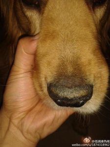金毛狗感冒鼻子干怎么办(金毛狗鼻子发干是咋回事啊)-警犬训练器材厂家 _警犬训练用品_工作犬训练用品-南京开久警犬装备