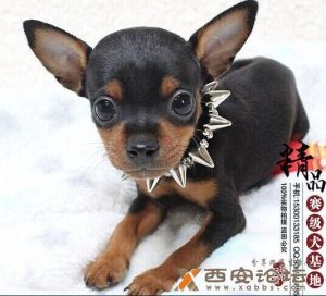 小鹿犬多少钱一只(小鹿犬多少钱一只幼崽)-警犬训练器材厂家 _警犬训练用品_工作犬训练用品-南京开久警犬装备