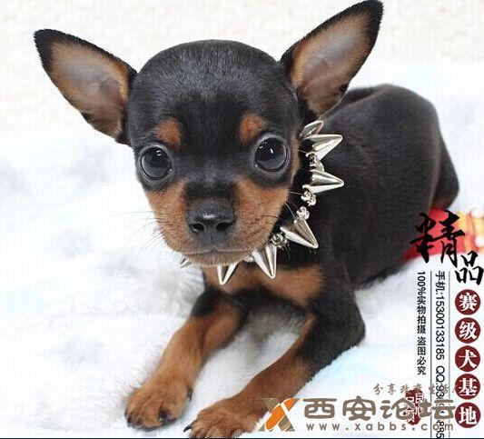 小鹿犬多少钱一只(小鹿犬多少钱一只幼崽) - 警犬训练器材厂家 _警犬训练用品_工作犬训练用品-南京开久警犬装备-警犬训练器材厂家 _警犬训练用品_工作犬训练用品-南京开久警犬装备