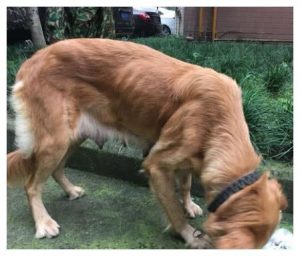 养金毛犬寄生虫(养金毛犬要注意什么)-警犬训练器材厂家 _警犬训练用品_工作犬训练用品-南京开久警犬装备