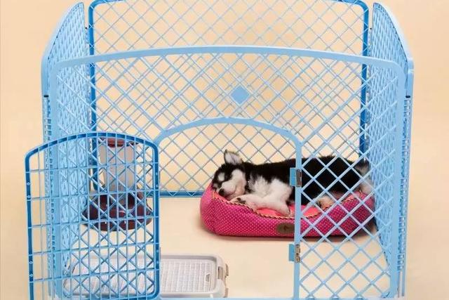 狗骚怎么去除？怎么样去除狗的尿骚味 - 警犬训练器材厂家 _警犬训练用品_工作犬训练用品-南京开久警犬装备-警犬训练器材厂家 _警犬训练用品_工作犬训练用品-南京开久警犬装备