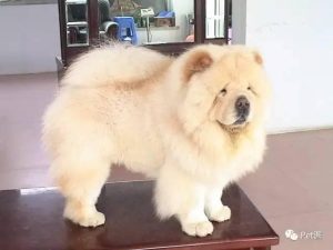 班克尔犬(班克尔是什么意思)-警犬训练器材厂家 _警犬训练用品_工作犬训练用品-南京开久警犬装备