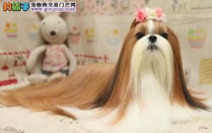 西施犬多少钱一只西施犬价格介绍(纯种西施犬多少钱一只)-警犬训练器材厂家 _警犬训练用品_工作犬训练用品-南京开久警犬装备