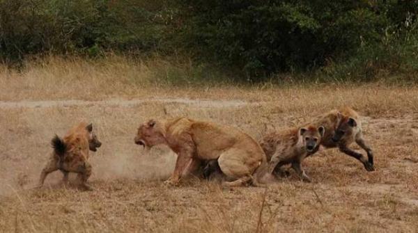 狗的咬合力排名前60(动物咬合力排名前30名) - 警犬训练器材厂家 _警犬训练用品_工作犬训练用品-南京开久警犬装备-警犬训练器材厂家 _警犬训练用品_工作犬训练用品-南京开久警犬装备