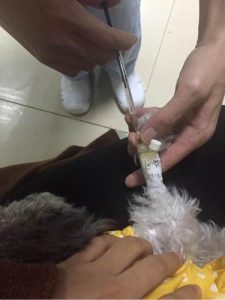 狗狗犬瘟能治好吗(狗狗得了犬瘟自己怎么治)-警犬训练器材厂家 _警犬训练用品_工作犬训练用品-南京开久警犬装备