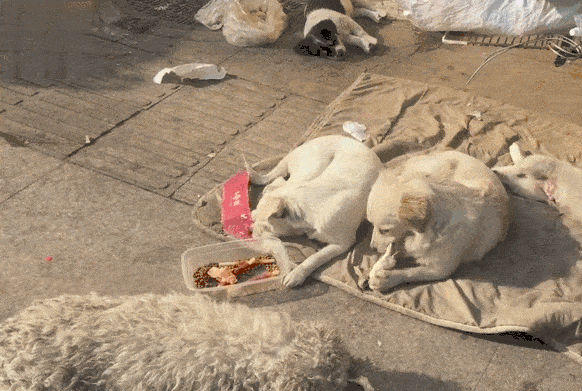 流浪狗做全身检查多少钱(流浪狗做检查大概多少钱) - 警犬训练器材厂家 _警犬训练用品_工作犬训练用品-南京开久警犬装备-警犬训练器材厂家 _警犬训练用品_工作犬训练用品-南京开久警犬装备