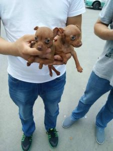 小鹿犬一生认几个主人？小鹿犬多久认主人-警犬训练器材厂家 _警犬训练用品_工作犬训练用品-南京开久警犬装备