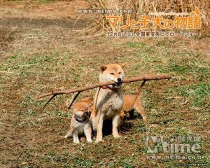 柴犬奇迹物语(柴犬奇迹物语 ***  *** )-警犬训练器材厂家 _警犬训练用品_工作犬训练用品-南京开久警犬装备