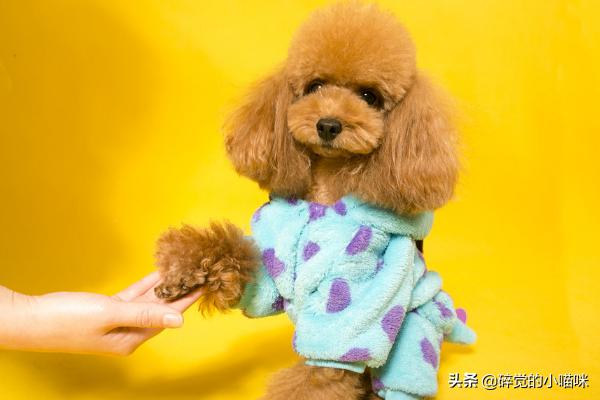 泰迪熊犬_泰迪犬有几种颜色 - 警犬训练器材厂家 _警犬训练用品_工作犬训练用品-南京开久警犬装备-警犬训练器材厂家 _警犬训练用品_工作犬训练用品-南京开久警犬装备