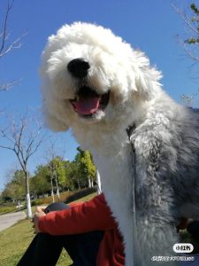 古牧幼犬价格_古牧幼犬怎么看纯不纯-警犬训练器材厂家 _警犬训练用品_工作犬训练用品-南京开久警犬装备