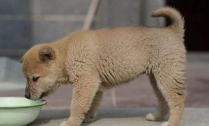中华田园犬分几种(中华田园犬分哪几种)-警犬训练器材厂家 _警犬训练用品_工作犬训练用品-南京开久警犬装备