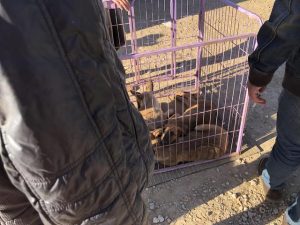 马犬市场价多少元(恶霸犬市场价多少钱)-警犬训练器材厂家 _警犬训练用品_工作犬训练用品-南京开久警犬装备