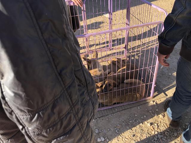马犬市场价多少元(恶霸犬市场价多少钱) - 警犬训练器材厂家 _警犬训练用品_工作犬训练用品-南京开久警犬装备-警犬训练器材厂家 _警犬训练用品_工作犬训练用品-南京开久警犬装备