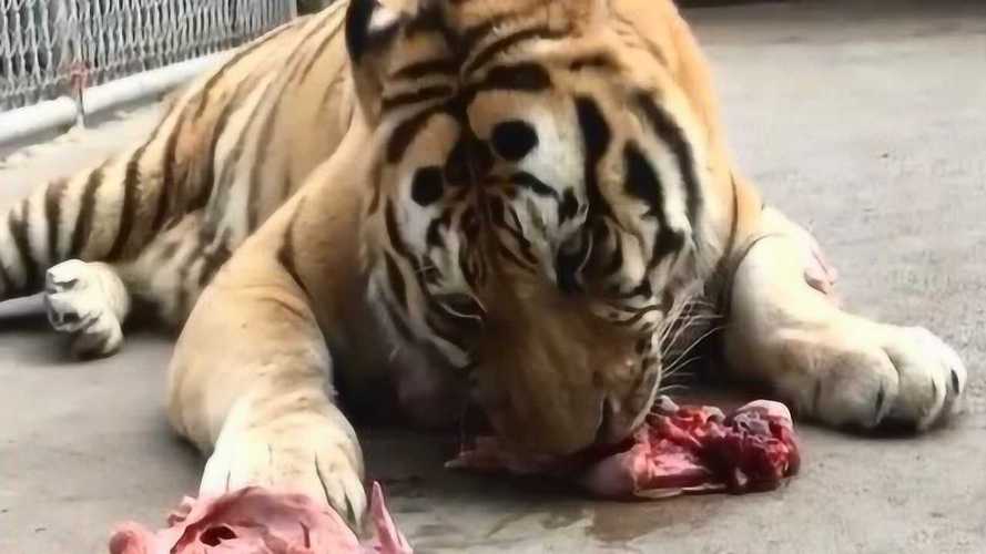 狗闻到老虎骨头 狗吃老虎骨头吗 - 警犬训练器材厂家 _警犬训练用品_工作犬训练用品-南京开久警犬装备-警犬训练器材厂家 _警犬训练用品_工作犬训练用品-南京开久警犬装备