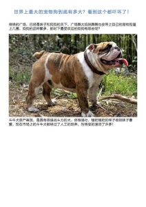 世界大型宠物犬排行(小型宠物犬排行)-警犬训练器材厂家 _警犬训练用品_工作犬训练用品-南京开久警犬装备