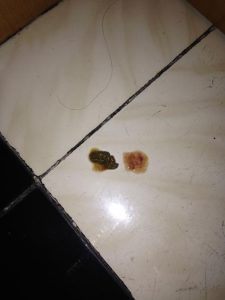 狗狗拉稀原因(狗狗一直拉稀是什么原因)-警犬训练器材厂家 _警犬训练用品_工作犬训练用品-南京开久警犬装备