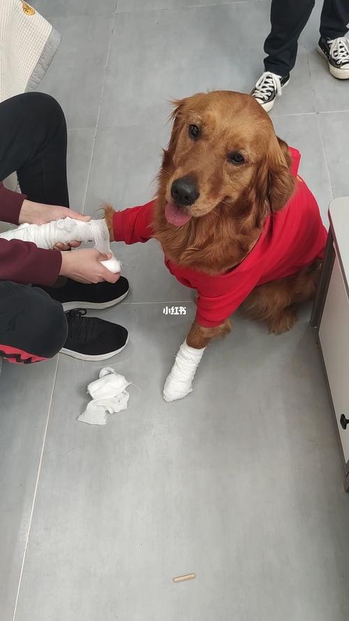 被家里的狗狗舔到了小伤口 - 警犬训练器材厂家 _警犬训练用品_工作犬训练用品-南京开久警犬装备-警犬训练器材厂家 _警犬训练用品_工作犬训练用品-南京开久警犬装备