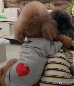 养狗的坏处(养狗的好处有哪些)-警犬训练器材厂家 _警犬训练用品_工作犬训练用品-南京开久警犬装备