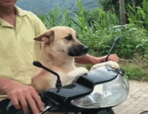 小型宠物狗品种大全(小型狗品种大全及 *** )-警犬训练器材厂家 _警犬训练用品_工作犬训练用品-南京开久警犬装备