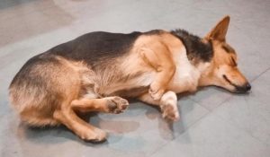 狗狗嘴巴频繁一张一合，狗狗感冒嘴巴频繁一张一合-警犬训练器材厂家 _警犬训练用品_工作犬训练用品-南京开久警犬装备