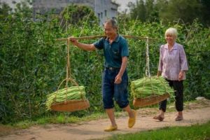 合浦365狗狗(合浦365租房)-警犬训练器材厂家 _警犬训练用品_工作犬训练用品-南京开久警犬装备