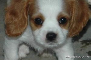 幼犬四肢无力瘫软，幼犬四肢无力瘫软哼哼-警犬训练器材厂家 _警犬训练用品_工作犬训练用品-南京开久警犬装备