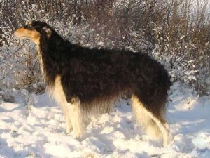 波索尔犬的饲养 *** ?-警犬训练器材厂家 _警犬训练用品_工作犬训练用品-南京开久警犬装备