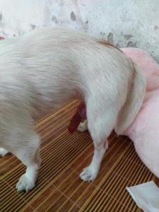 狗器官充血缩不回去(狗器官充血缩不回去怎么办)-警犬训练器材厂家 _警犬训练用品_工作犬训练用品-南京开久警犬装备