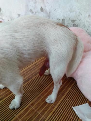 狗器官充血缩不回去(狗器官充血缩不回去怎么办) - 警犬训练器材厂家 _警犬训练用品_工作犬训练用品-南京开久警犬装备-警犬训练器材厂家 _警犬训练用品_工作犬训练用品-南京开久警犬装备