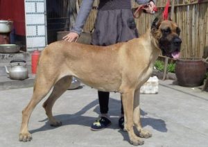 大丹犬性格特点介绍成犬饲养(大丹犬的性格特点)-警犬训练器材厂家 _警犬训练用品_工作犬训练用品-南京开久警犬装备