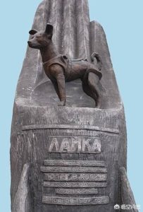 宠物狗被卡旋转门(宠物狗被卡旋转门后续)-警犬训练器材厂家 _警犬训练用品_工作犬训练用品-南京开久警犬装备